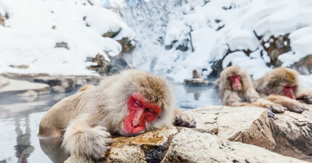 Jigokudani Wild Monkey Park – Nagano