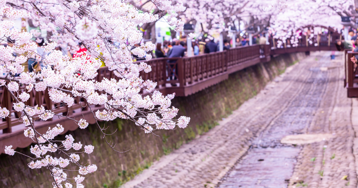 Review các tour ngắm hoa anh đào từ Seoul Lễ hội Hoa anh đào Jinhae