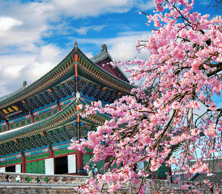 review cac tour ngam hoa anh dao tu seoul
