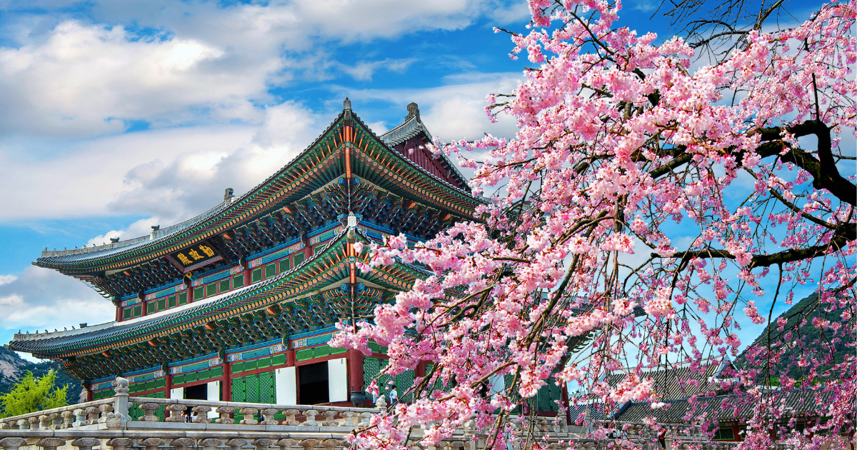 review cac tour ngam hoa anh dao tu seoul