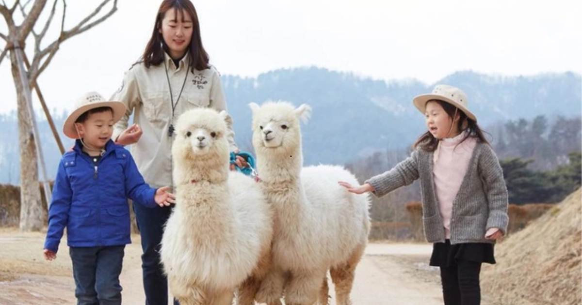 Thế giới lạc đà