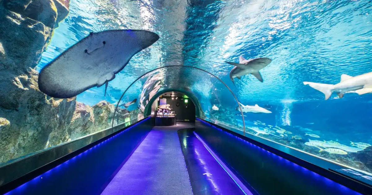 coex aquarium