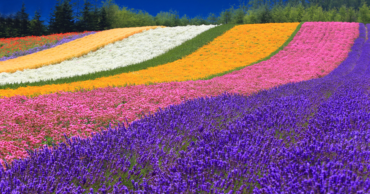 nhat ban hoa oai huong